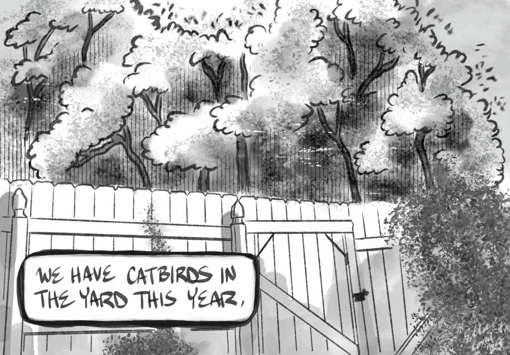An illustration done with a wobbly grey pen and grey washes. Stylized trees stand beyond a wooden fence and gate. The caption reads, We have catbirds in the yard this year.