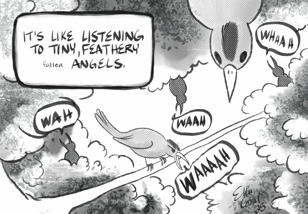 In the trees, several catbirds scream variations of WAAH into the air. The caption reads, It's like listening to tiny, feathery fallen angels.